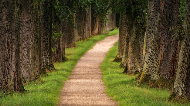 Free photo pathway of trees during daytime