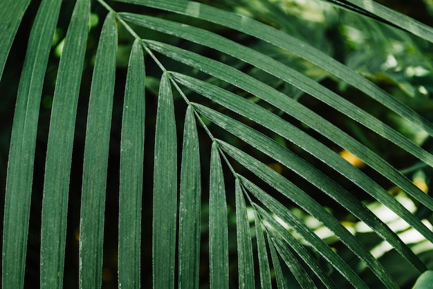 Free photo pattern of green palm leaf