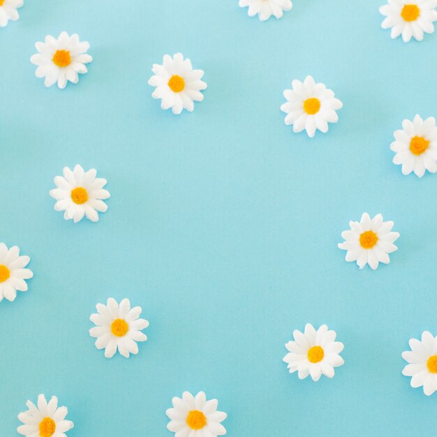 Pattern made of chamomiles, petals on blue background. Flat lay, top view 