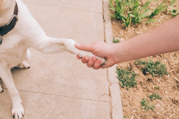 Paw of dog and human hand