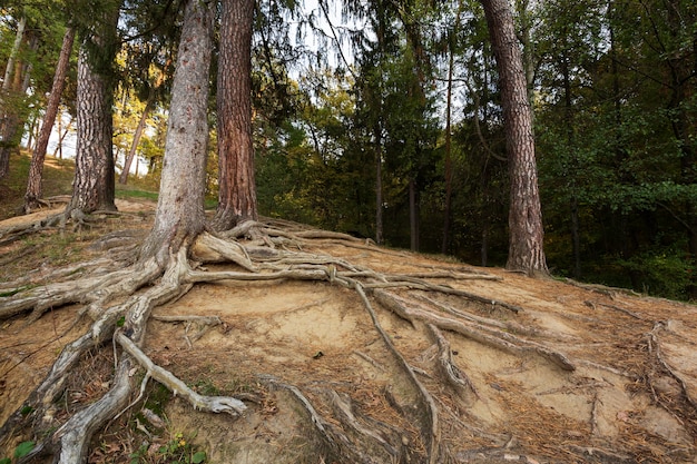 Free photo peaceful mother nature landscape