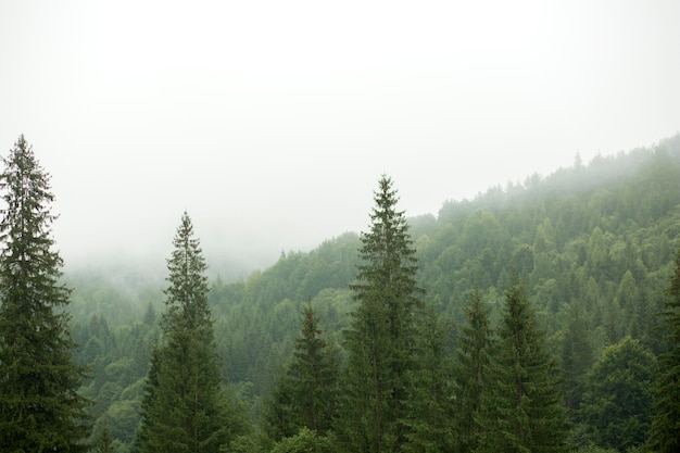 Peaceful rural surroundings in daylight