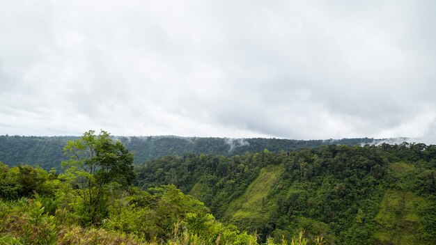 Peaceful tropical rainforest against cloudy sky