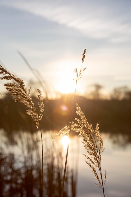 Free Photo peaceful view of morning light