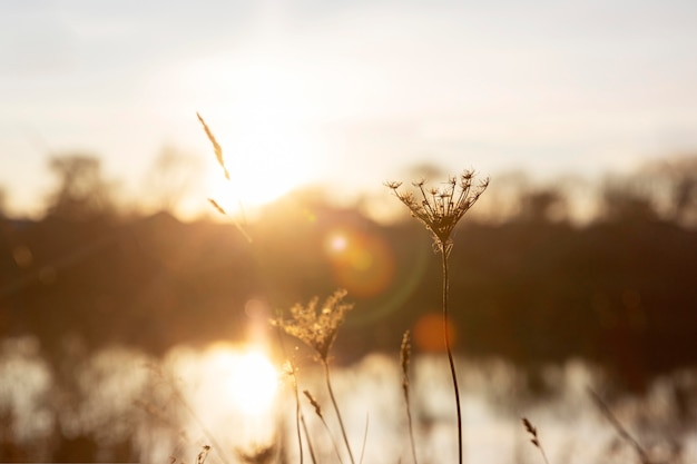 Peaceful view of morning light