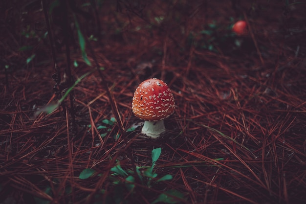 Free Photo peach-colored fly agaric