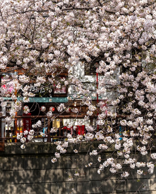 Free photo peach tree blossom in japan