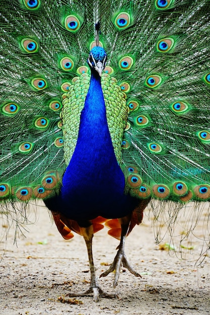 Peacock walking on the ground with its tail open