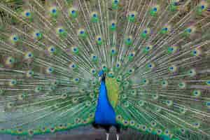 Free photo peacock with multicolored feathers