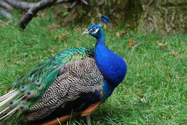 Free photo peacock with trailing feathers and plummage looking back.