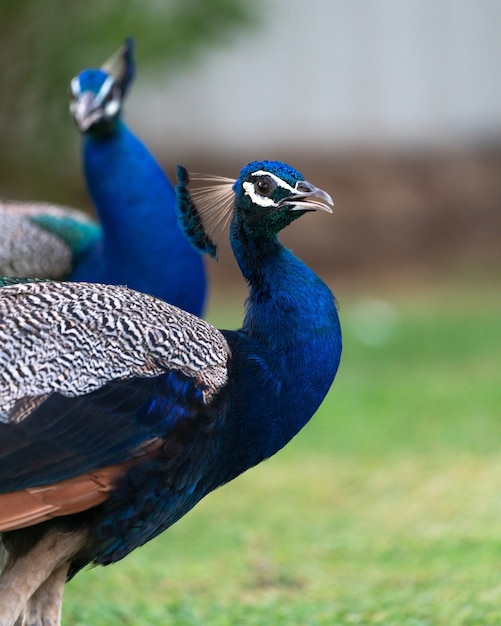 Free Photo peacocks in a park