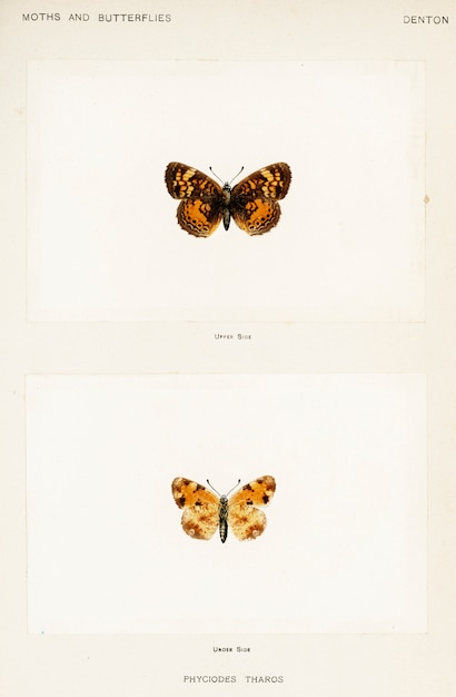 Free photo pearl crescent (phyciodes tharos) from moths and butterflies of the united states