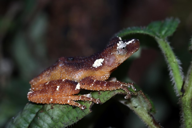 Free Photo pearly tree frog on moss tree frog on leaves pearl tree frog closeup nyctixalus margaritifer