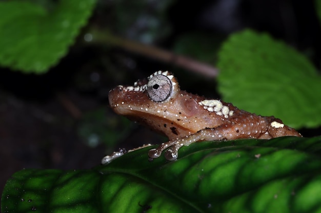 Pearly Tree Frog on moss tree frog on leaves Pearl Tree Frog closeup