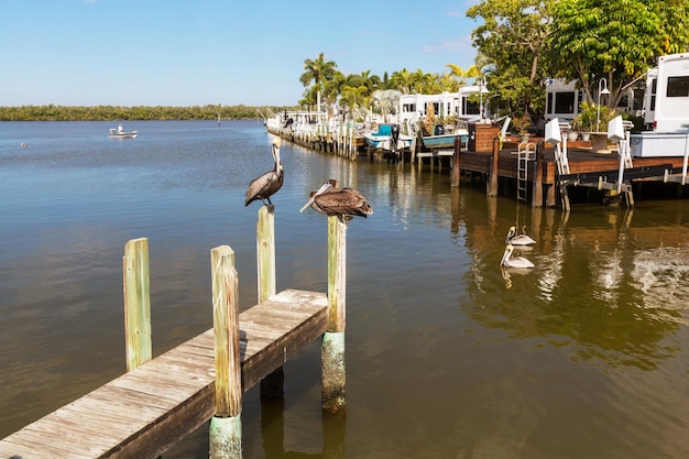 Free Photo pelican