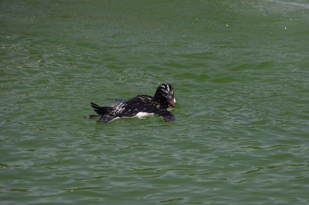 Free Photo a penguin swimming in a pool