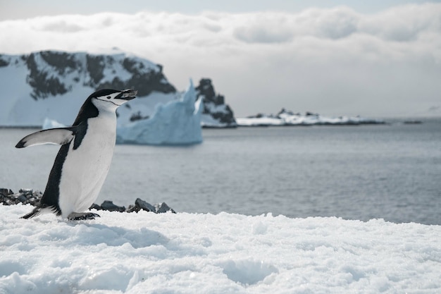 Free photo penguin walking on the frozen beach