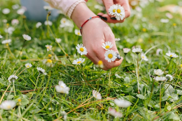 People picking camomiles flower