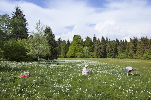 Free photo people picking narcissus flowers in spring in cauvery, france