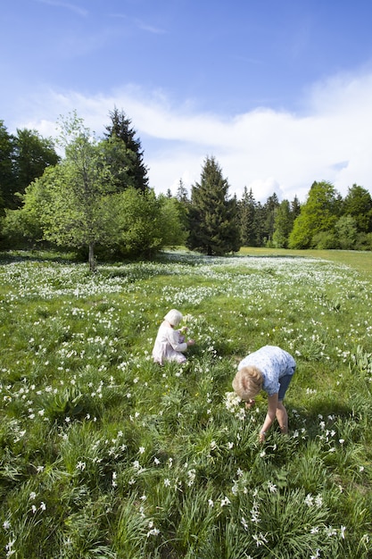 Free photo people picking narcissus flowers in spring in cauvery, france