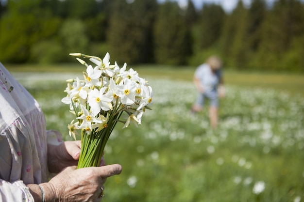 Free photo people picking narcissus flowers in spring in cauvery, france