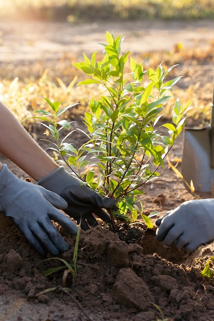 Free photo people planting tree on the countryside