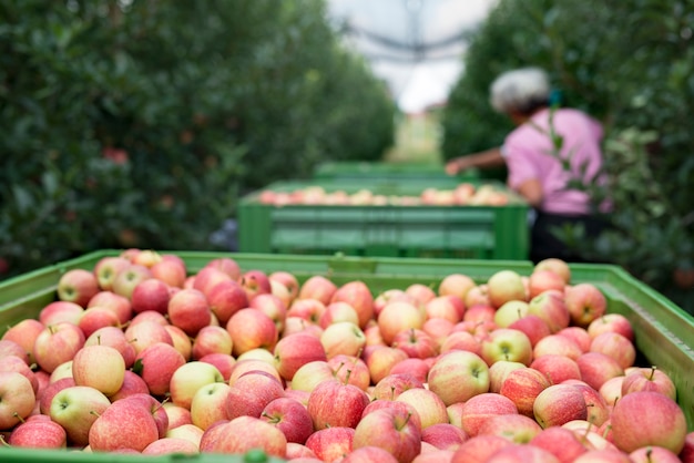 Free photo people working in an apple orchard picking fruit and placing them into basket