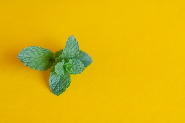 Peppermint placed on a yellow background.