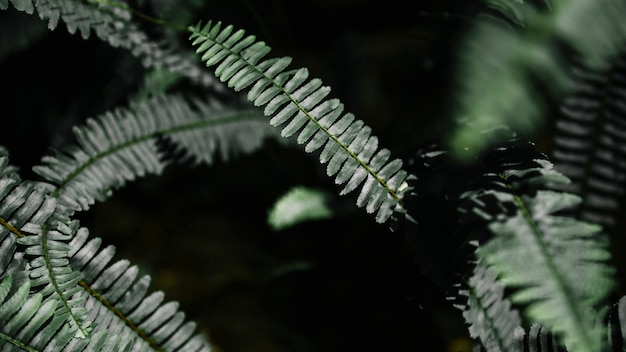 Free photo perfect natural fern pattern