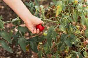 Free photo person collecting a tomato in the garden