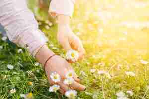 Free photo person hands picking daisy flowers