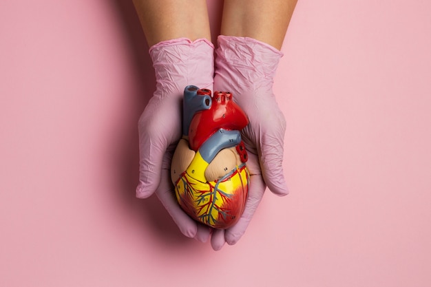 Free Photo person holding anatomic heart model for educational purpose