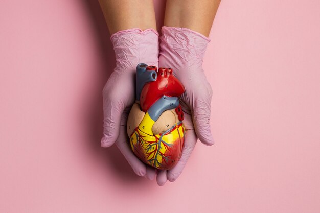 Person holding anatomic heart model for educational purpose