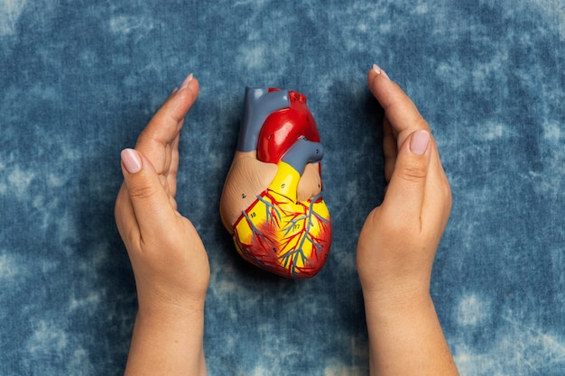 Person holding anatomic heart model for educational purpose