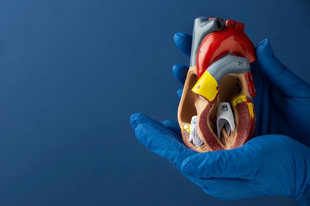 Free Photo person holding anatomic heart model for educational purpose