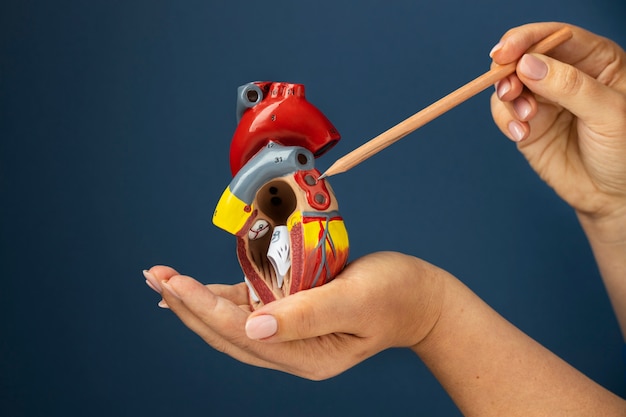 Person holding anatomic heart model for educational purpose