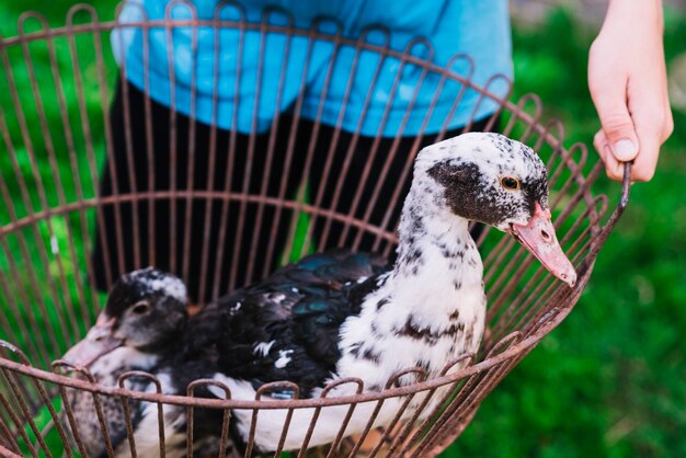 A person holding ducks in the metallic cage