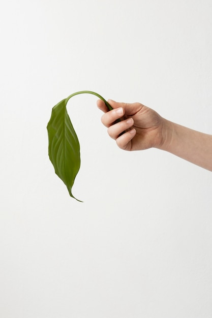 Free photo person holding a green leaf