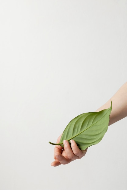 Free photo person holding a green leaf