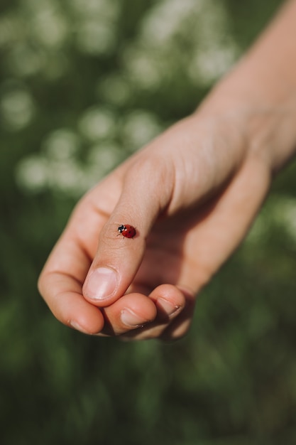 Free Photo person holding a ladybug