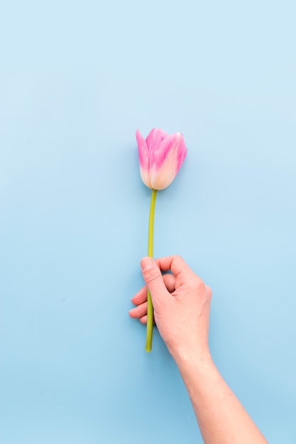 Person holding light pink tulip flower