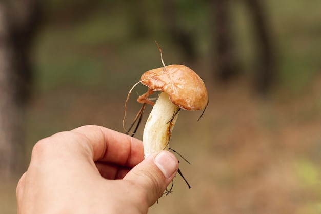 Person holding mushroom close-up shot