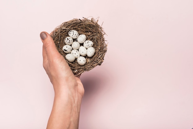 Free photo person holding nest with quail eggs