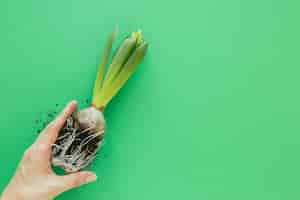 Free photo person holding a plant on green background