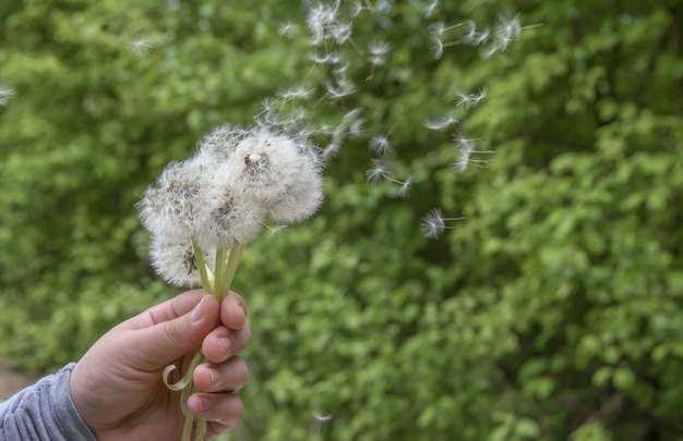 Free photo person holding several dandelions behind the trees