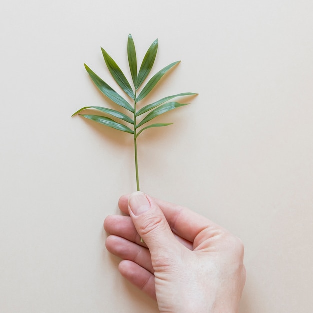 Free Photo person holding a tiny plant on a  beige background