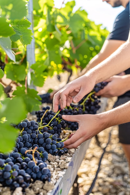 Free photo person picking grapes and spending time in the vineyard