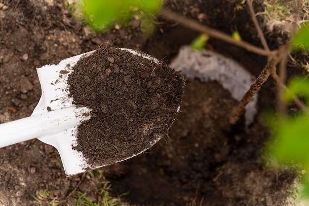 Free photo person planting outdoors a tree