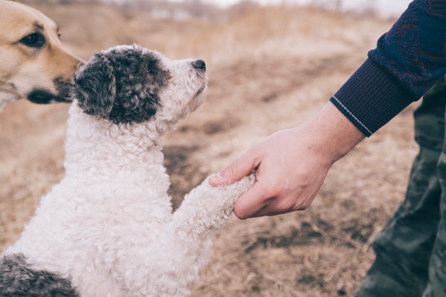 Person playing with dogs outside