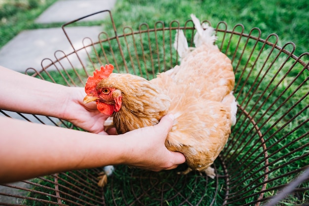 Free Photo a person's hand holding hen in the metallic cage